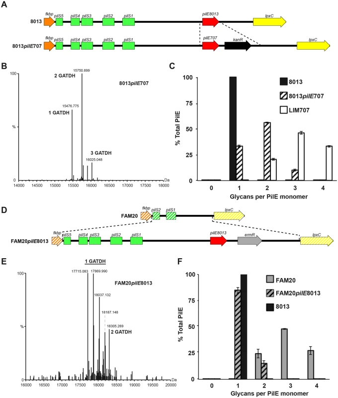 Roles of pilin amino-acid sequence and genetic environment in determining the number of glycosylation sites.