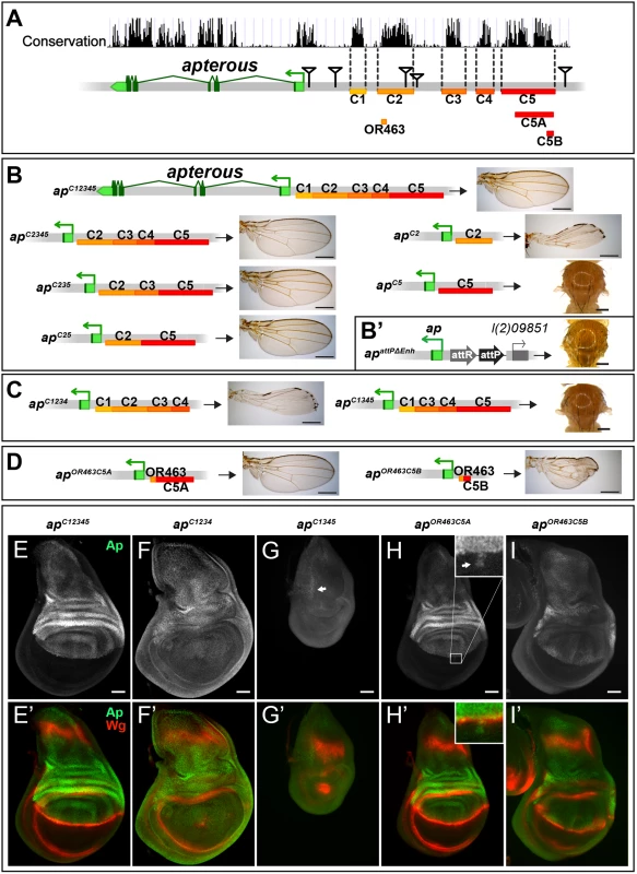 Analysis of the <i>ap</i> wing enhancer region.