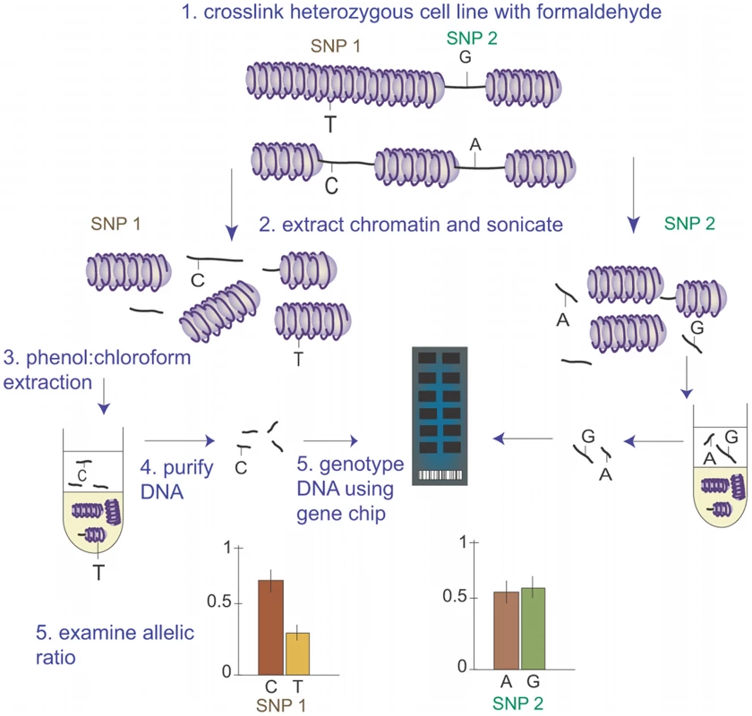 Principle of High-Throughput Analysis of Open Chromatin Using FAIRE-gen.