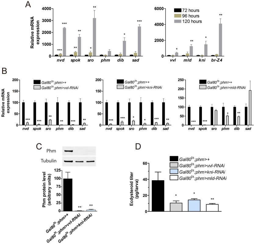 <i>vvl</i>, <i>kni</i> and <i>mld</i> have a specific role in regulating ecdysone biosynthesis in the L3 stage.