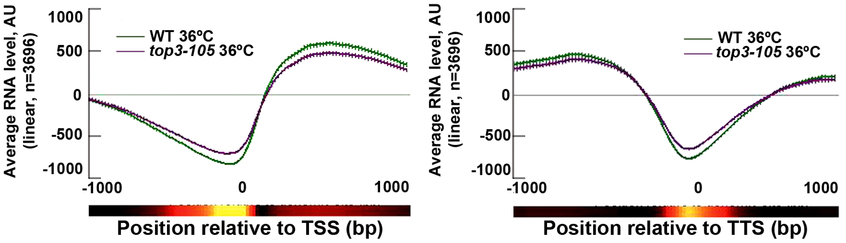 Top3 has small effects on gene transcription.
