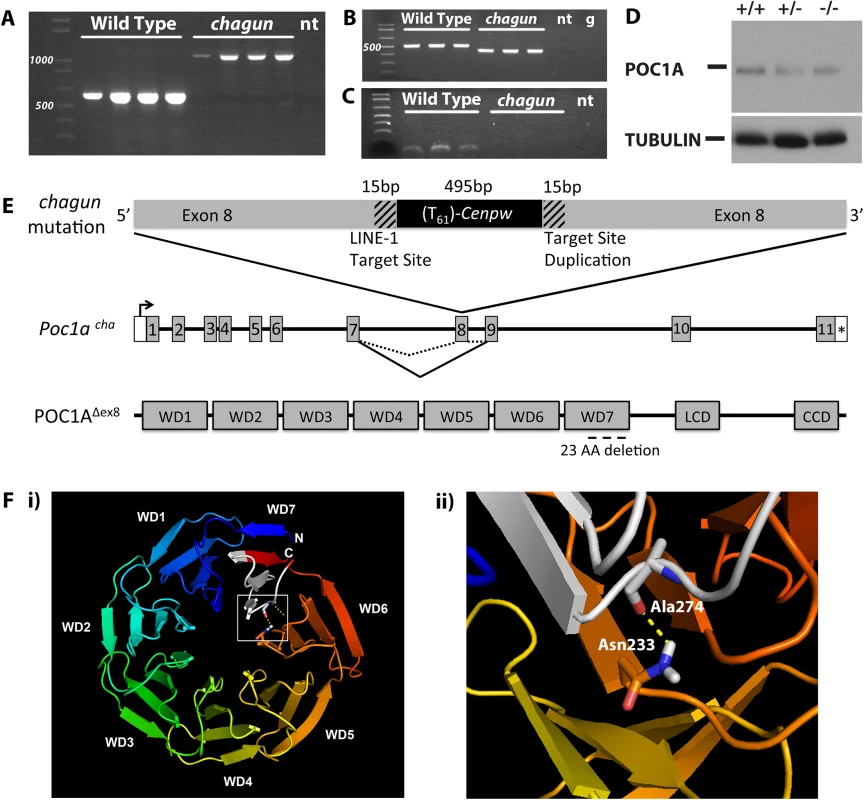 Insertion of a processed cDNA into exon 8 of <i>Poc1a</i> underlies the <i>chagun</i> phenotype.