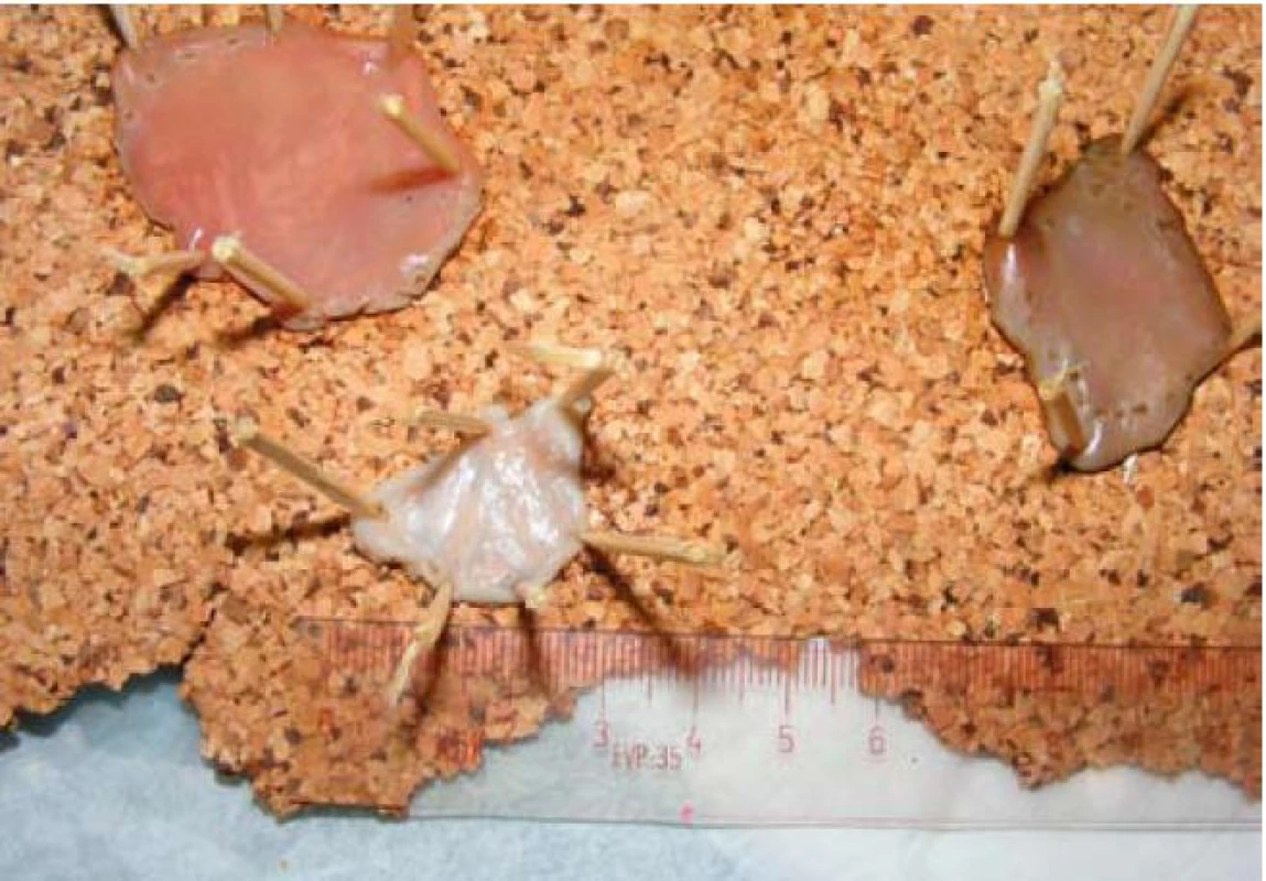 Výsledky tréninku disekce – vzorky upevněné na korkové podložky s pravítkem.
Fig. 4. Results of the dissection training – samples fixed to a cork support fitted with a ruler.