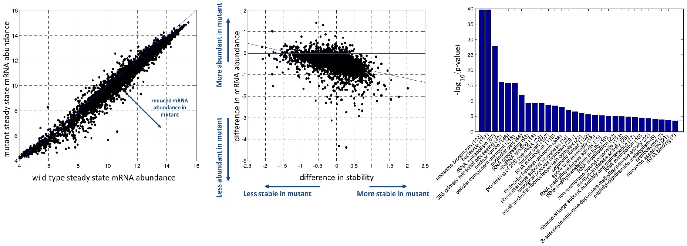 Wild type and mutant differences in basal conditions.