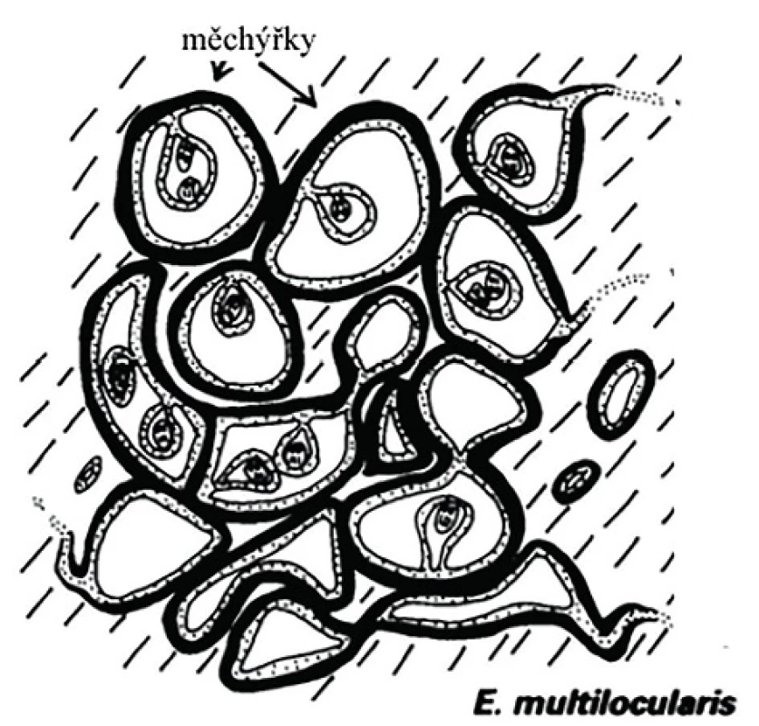 Schéma ložiska E. Multilocularis (Podle Eckert J. (2001) WHO/OIE manual on Echinococcosis in humans and animals: a zoonosis of global concern).