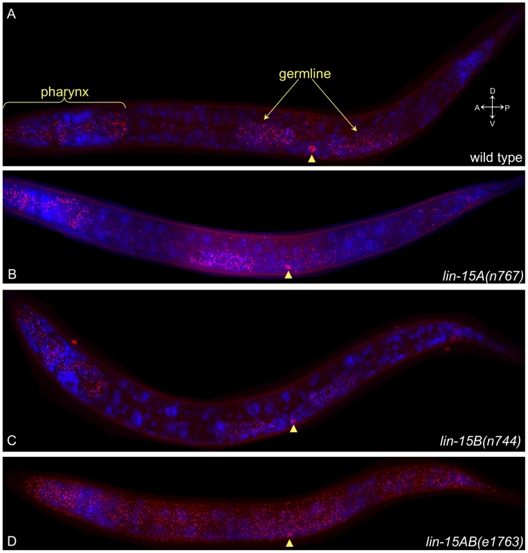 The synMuv genes prevent widespread ectopic expression of <i>lin-3</i> mRNA.