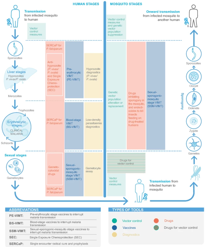 Tools for detecting and interrupting malaria transmission and their action in the malaria transmission cycle.