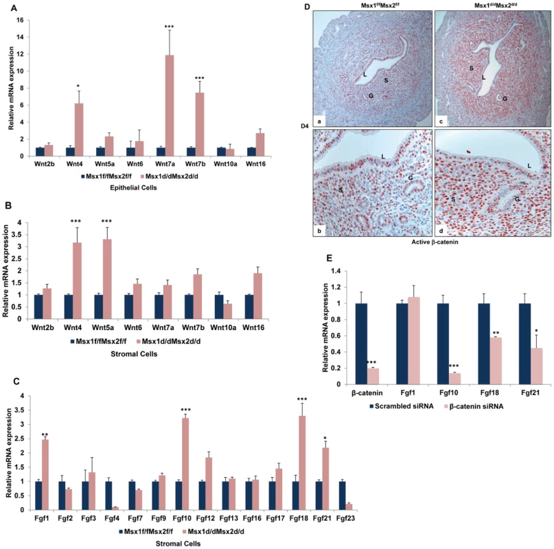Wnt/β-catenin signaling controls FGF synthesis in uterine stromal cells.