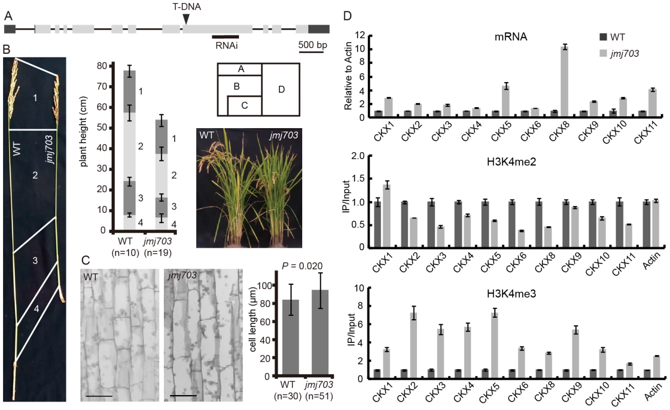 Phenotype of <i>jmj703</i> mutants.
