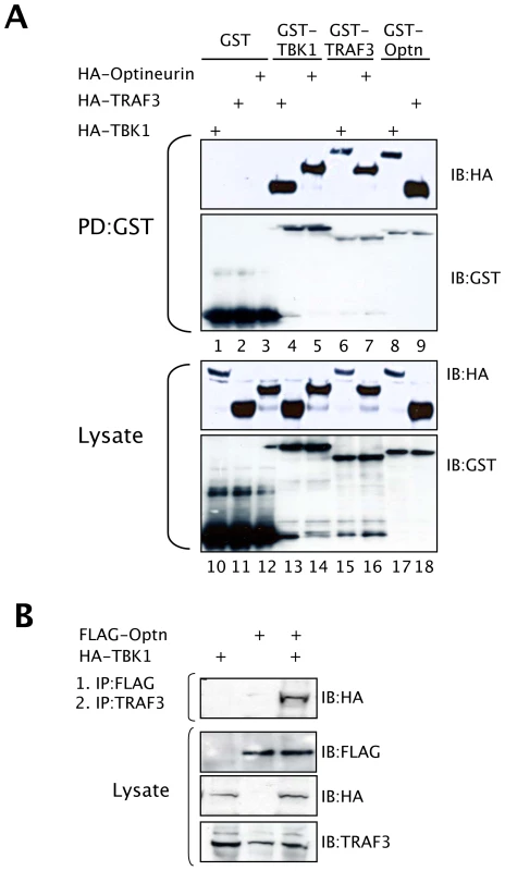 Optineurin is associated with TBK1 and TRAF3.