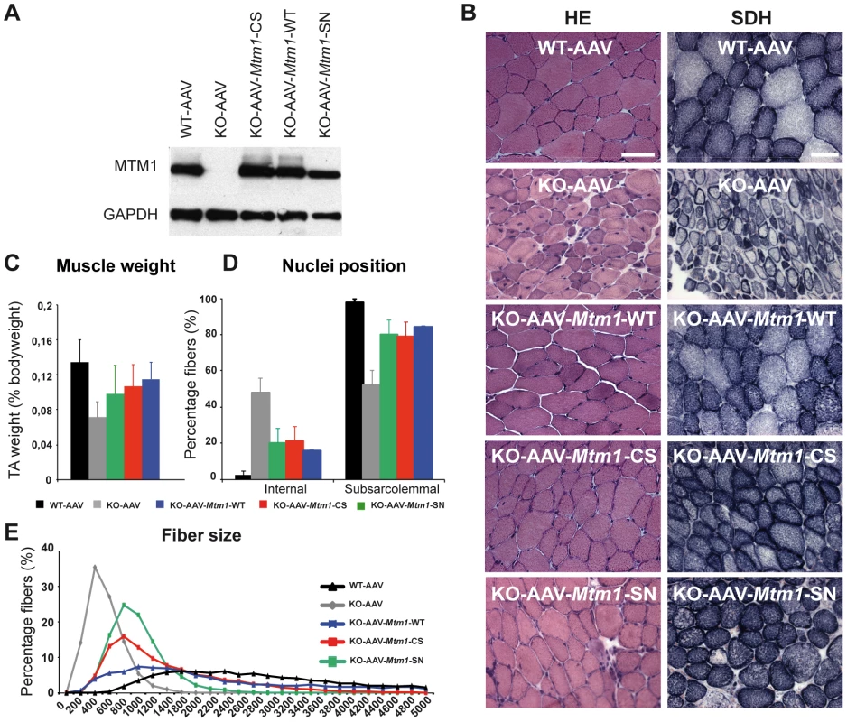 Amelioration of muscle atrophy and fiber hypotrophy in a murine model of centronuclear myopathy by AAV–mediated expression of two phosphatase-inactive myotubularin mutants MTM1<sup>C375S</sup> and MTM1<sup>S376N</sup>.
