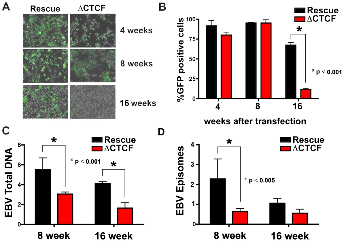 CTCF binding site at Qp is required for stable maintenance of EBV episome in 293 cells.