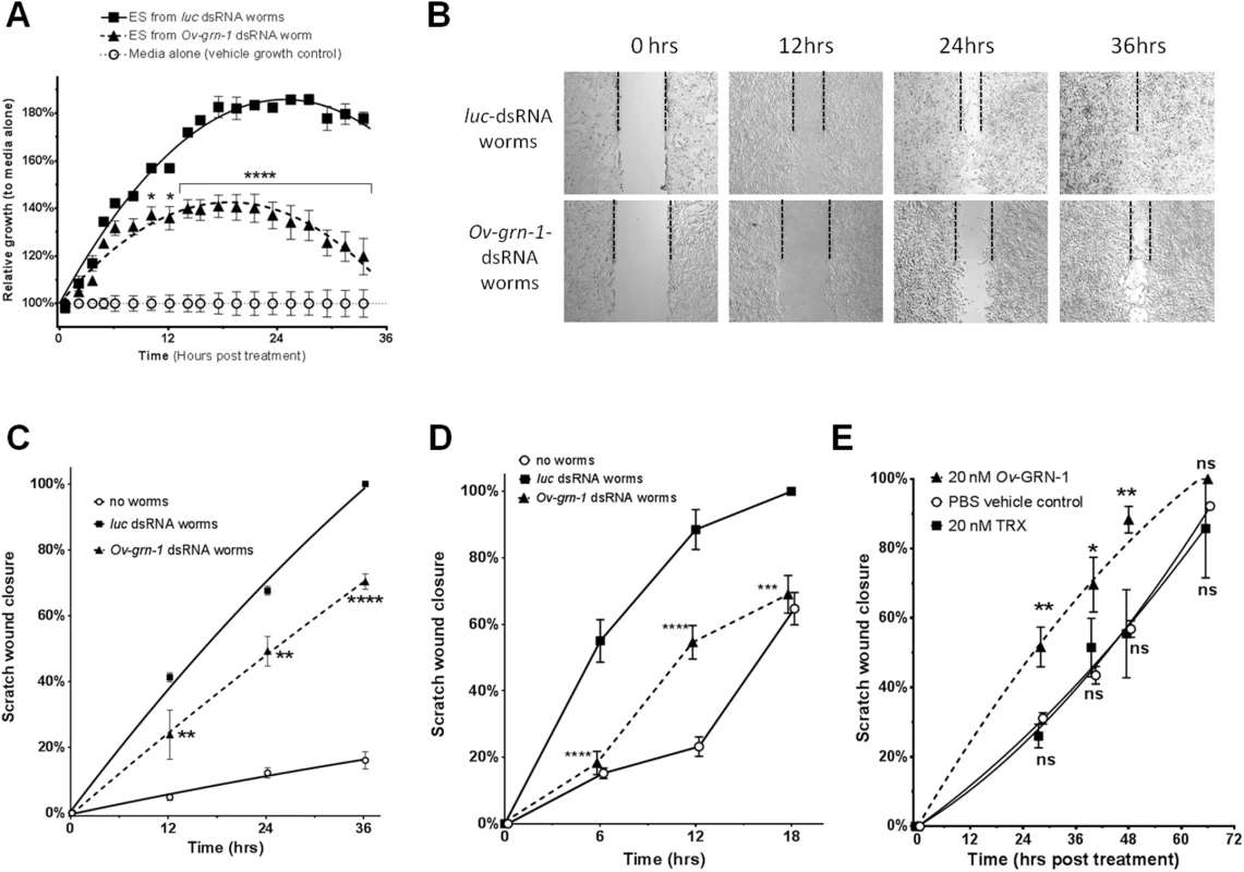 <i>Ov-</i>GRN-1 stimulated wound repair <i>in vitro</i>.