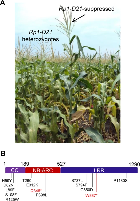EMS mutagenesis screening for mutants that lost the hypersensitive response (HR) induced by <i>Rp1-D21</i>.