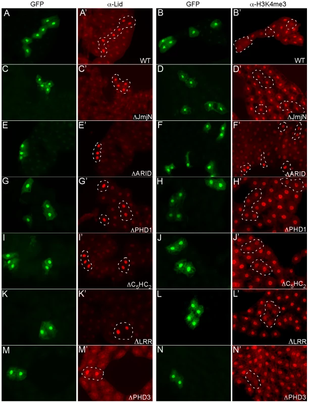Deletion of Lid's JmjN, ARID, and PHD1 domains abrogate its demethylase activity.