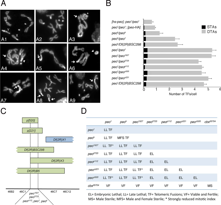 Mutations in <i>peo</i> cause telomeric fusions.
