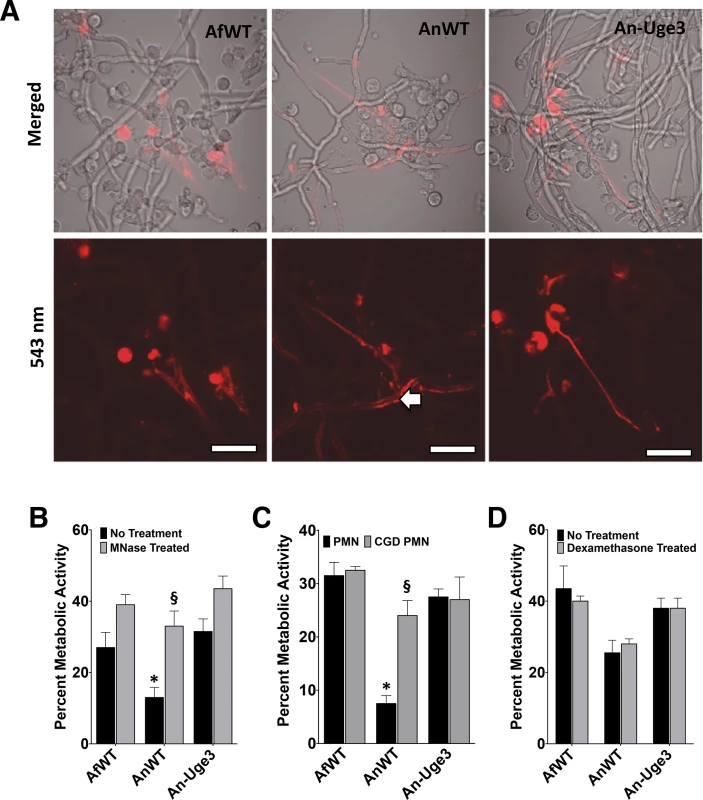 Inhibition or disruption of NETs attenuates the susceptibility of <i>A</i>. <i>nidulans</i> to killing by human neutrophil-mediated killing.