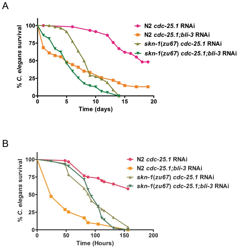 Epistasis analysis of <i>skn-1</i> and <i>bli-3.</i>