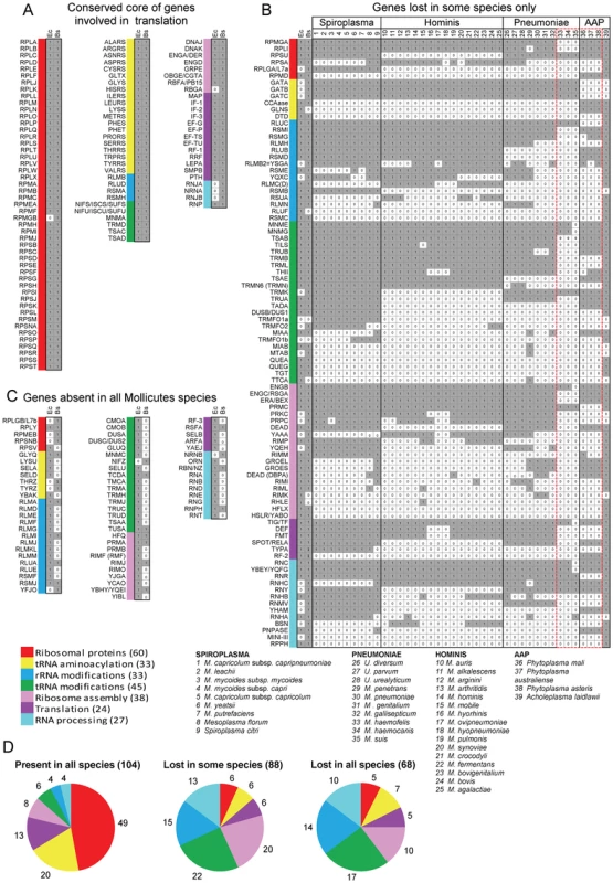 Genes coding for proteins implicated in translation in <i>Mollicutes.</i>