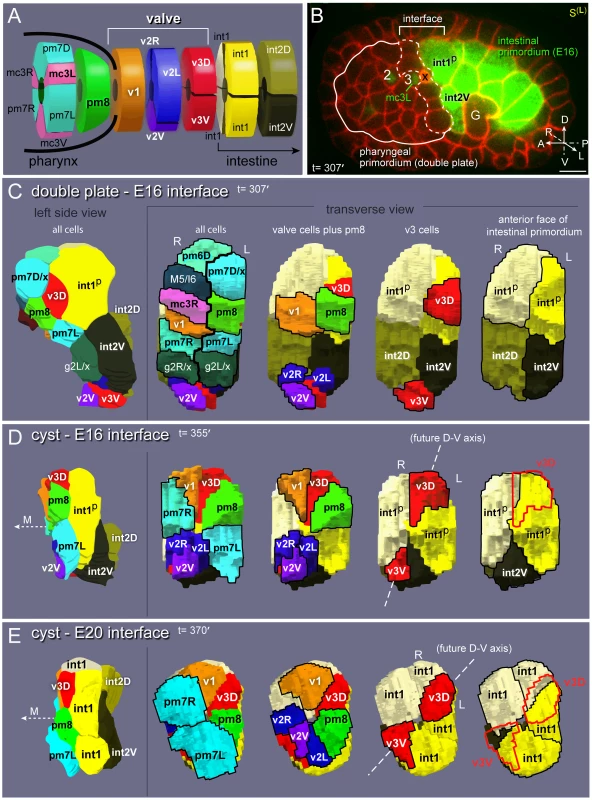 Valve anatomy and origins.