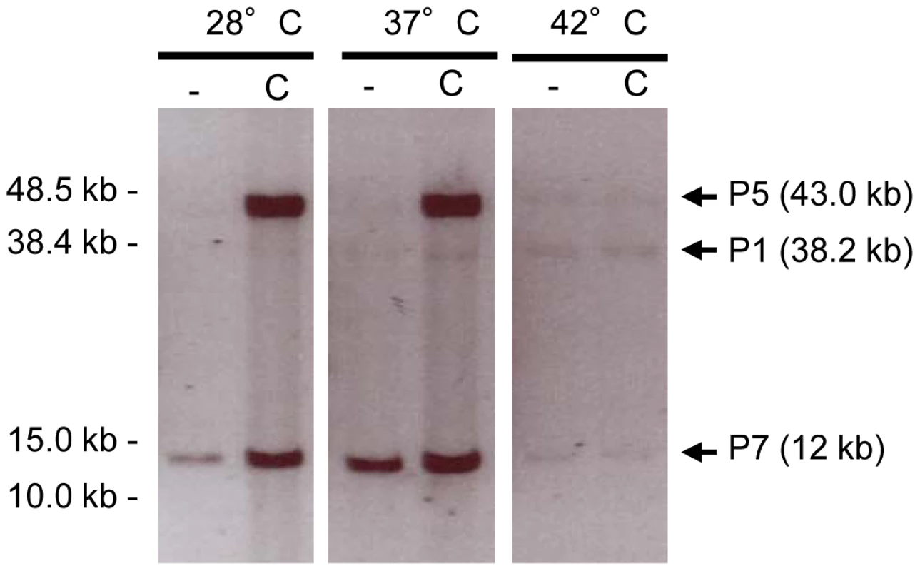 Detection of prophage packaged DNA.