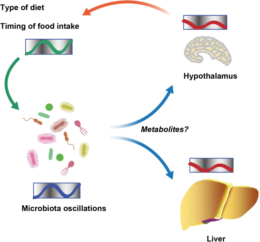 Schematic showing diurnal cross talk between host and intestinal microbiota.