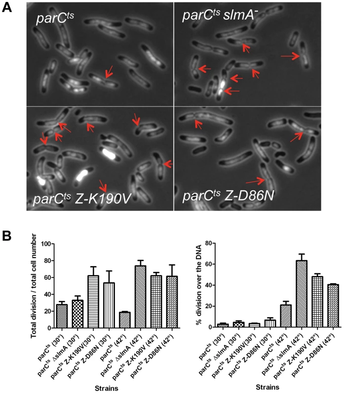 FtsZ-K190V and FtsZ-D86N are nonresponsive to SlmA mediated NO protection of unsegregated chromosomes.