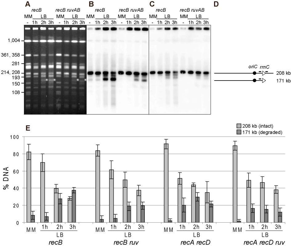 Fork breakage is partially RuvABC-dependent in InvA mutants.