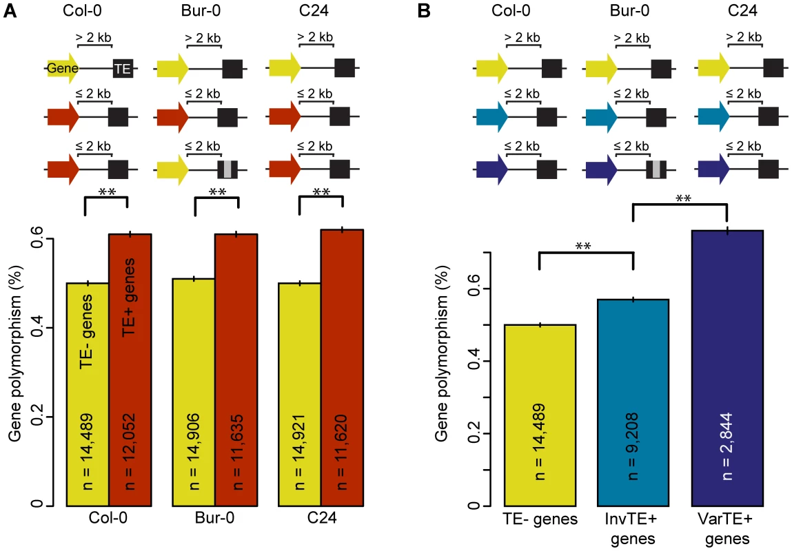 TE presence, variation, and the polymorphism level of proximal genes.