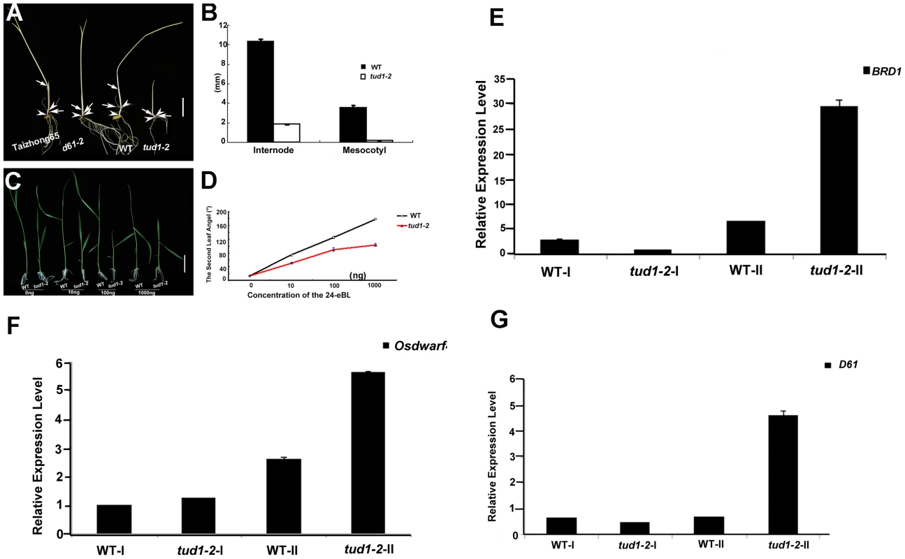 <i>tud1-2</i> is a BR insensitive mutant.
