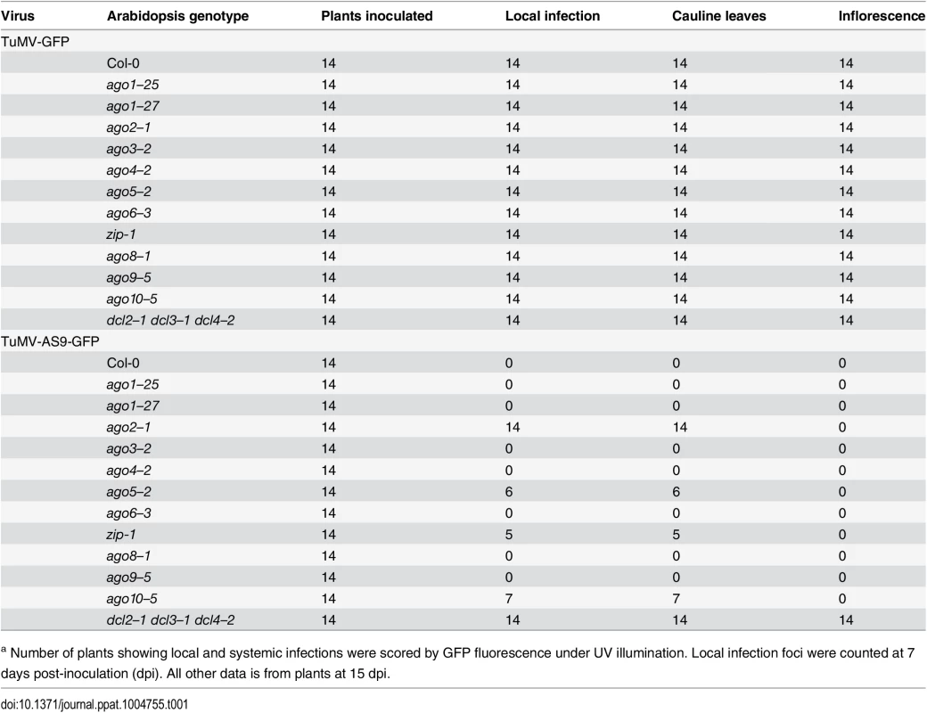 TuMV-GFP and TuMV-AS9-GFP infection in single <i>ago</i> mutants <em class="ref"><sup>a</sup></em>.