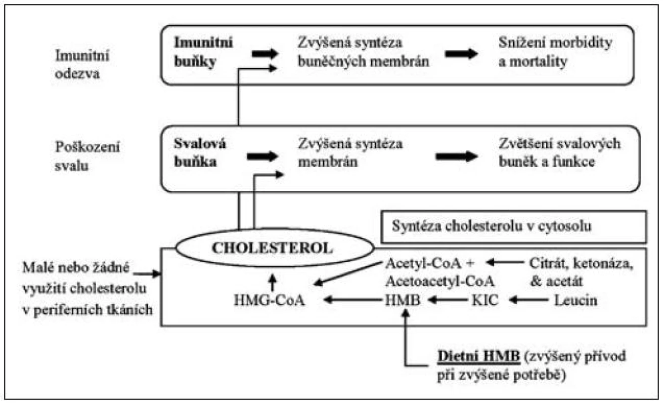 Vliv leucinu na tvorbu HMB (beta-hydroxy-beta-metyl-butyrátu) a sarkopenie