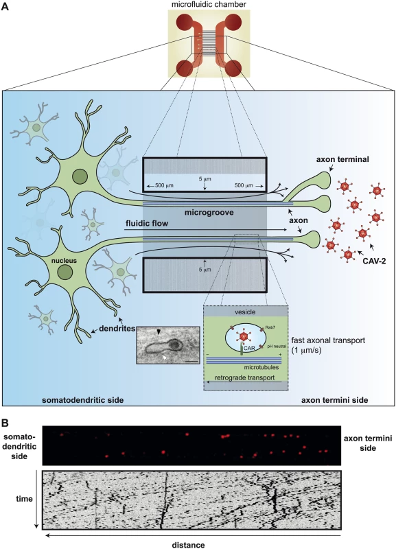 Axonal transport of CAV-2 in neurons.