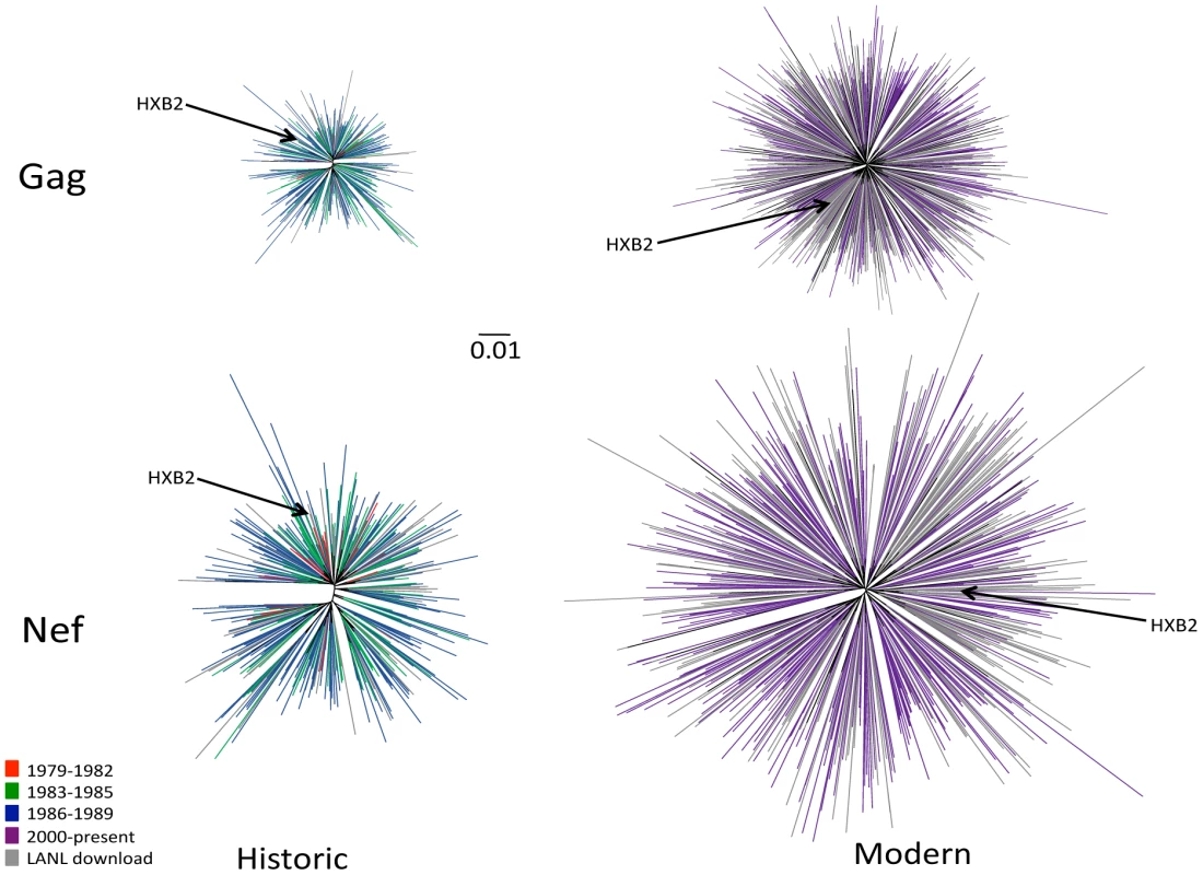 Diversity of North American Gag and Nef sequences from historic (1979–1989) and modern (2000+) eras.