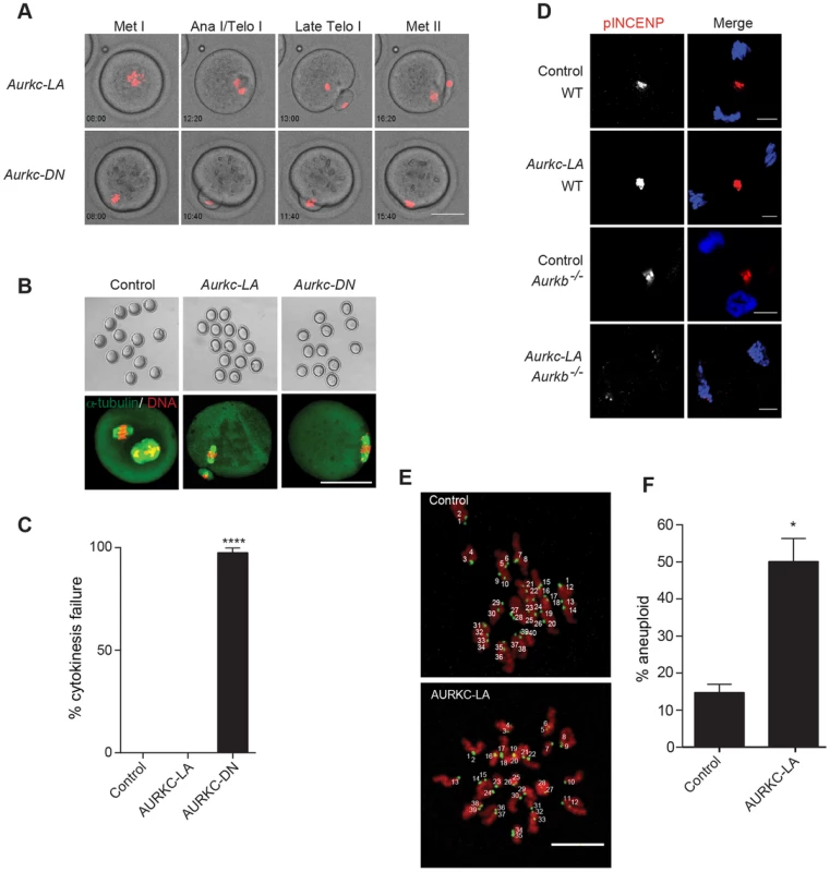 AURKC alone does not regulate cytokinesis and loss of its function leads to aneuploid eggs.