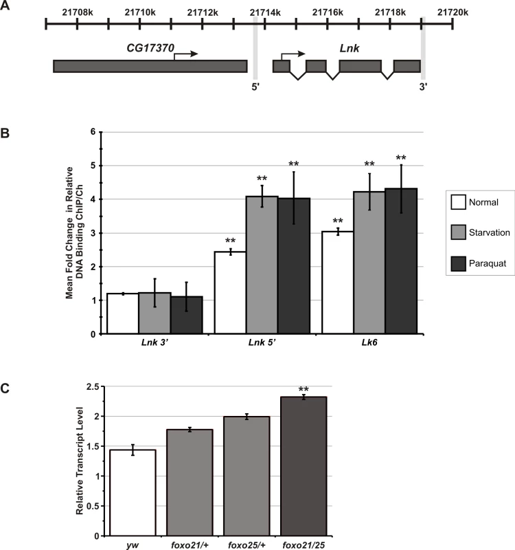 dFoxo binds to the promoter of <i>Lnk</i> and regulates <i>Lnk</i> expression.