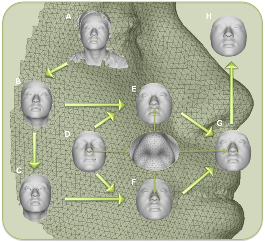 Workflow for 3D face scan processing.