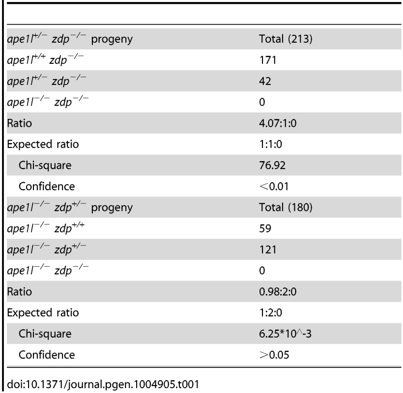 Genotypes of progeny from the self-cross of <i>ape1l<sup>+/−</sup> zdp<sup>−/−</sup></i> and <i>ape1l<sup>−/−</sup> zdp<sup>+/−</sup></i> plants.