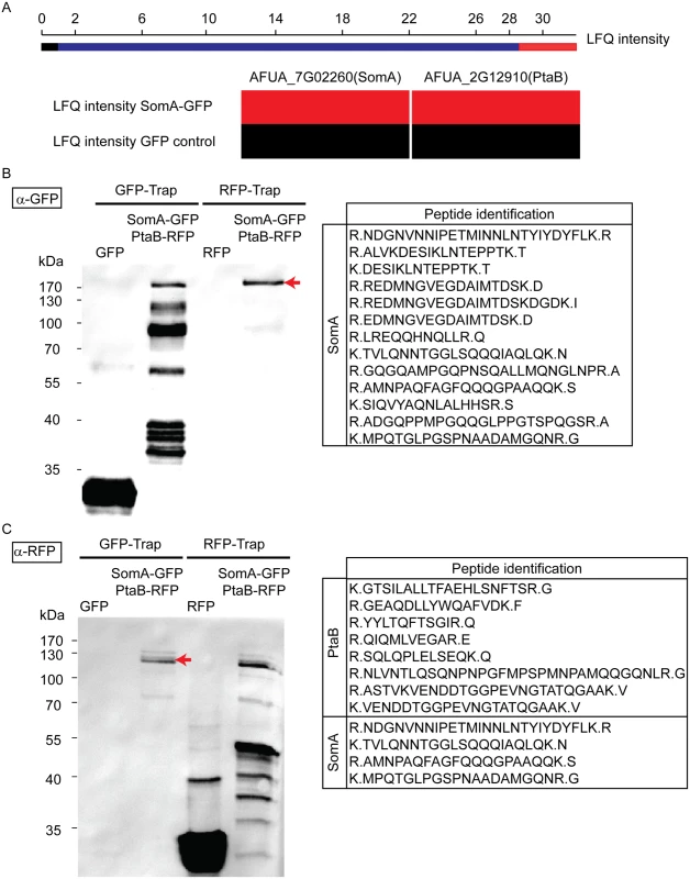 SomA interacts with PtaB in <i>A</i>. <i>fumigatus</i>.