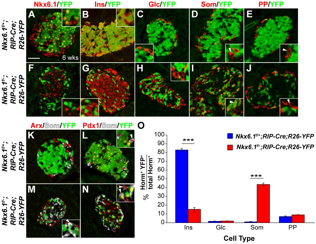 Loss of <i>Nkx6.1</i> in beta cells causes beta-to-delta cell conversion.