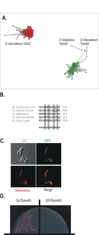 A mitochondrial Tom40 in <i>Entamoeba histolytica</i>.