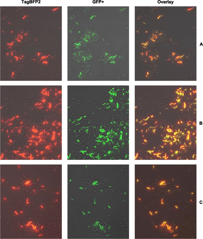 Single cell co-expression analysis of <i>comE</i> with the late competence genes <i>lytFsm</i> (A), <i>comS</i> (B) and <i>sigX</i> (C) using dual fluorescent reporter strains.