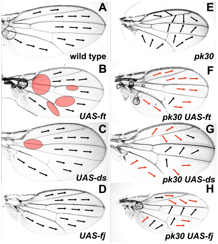 Over-expression of Ft/Ds pathway genes modifies the <i>pk<sup>pk</sup></i> hair polarity phenotype.
