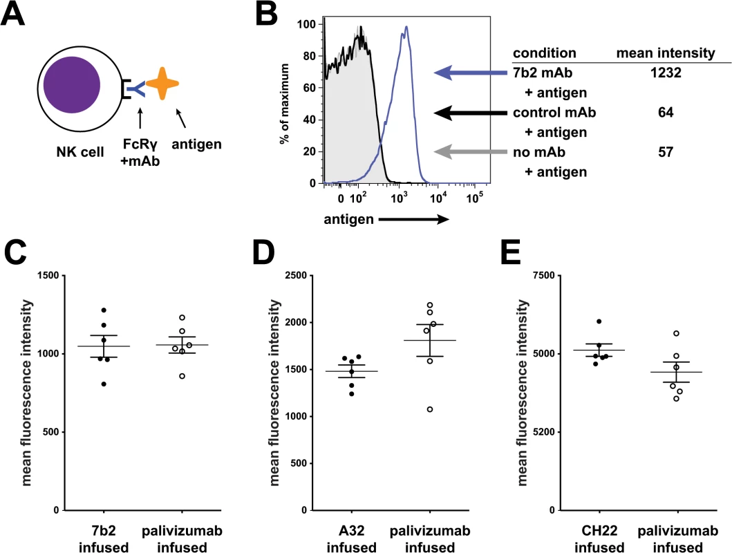 7B2 IgG1_AAA, A32 IgG1_AAA and CH22 IgG1_AAA mAb binding to rhesus FcR on NK cells.