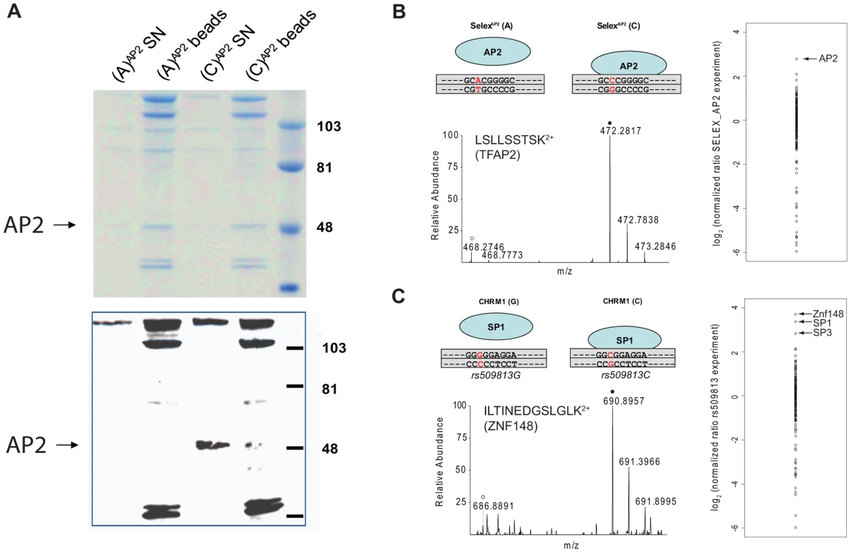 SNP pull-down for TFAP2 and SP1.
