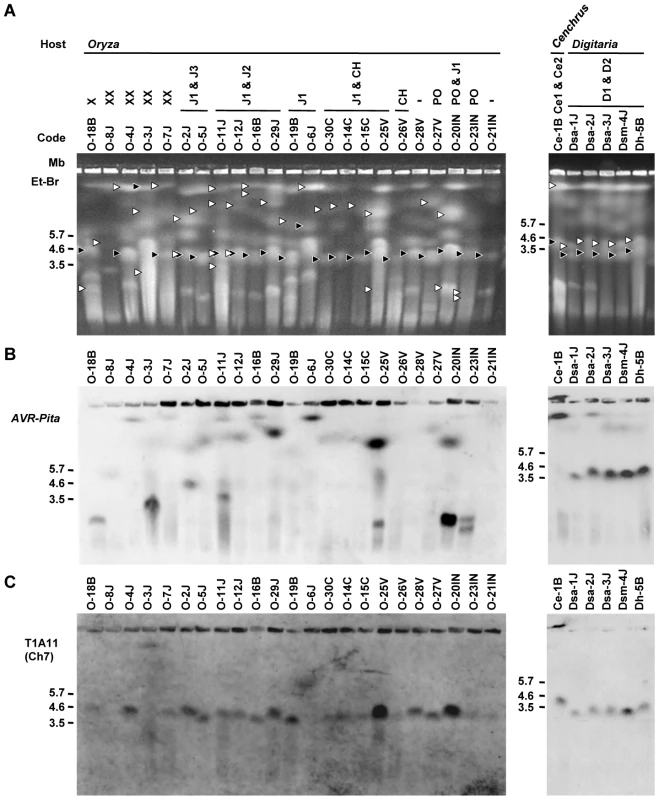 CHEF-Southern analyses of chromosomal locations of <i>AVR-Pita</i> homologs in <i>Pyricularia</i> isolates.