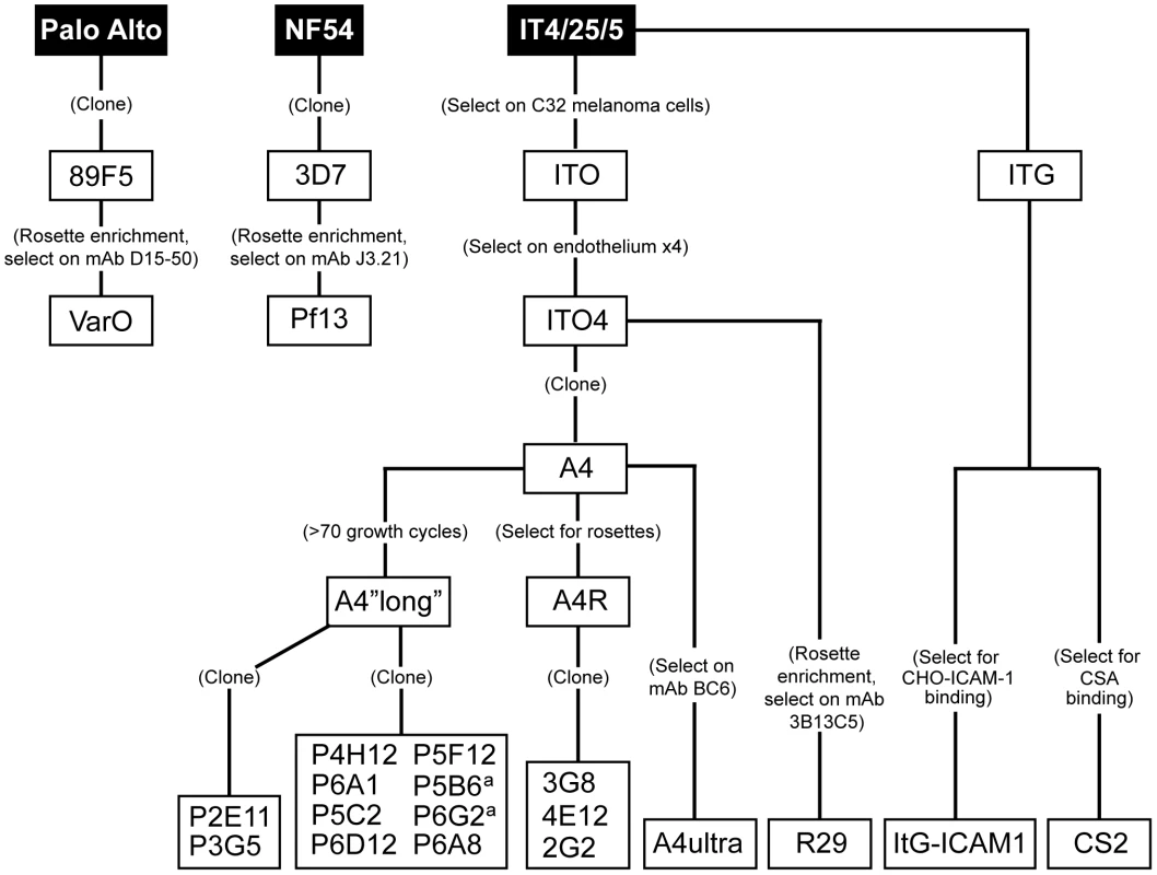 Derivation of parasite lines for phenotypic analysis.