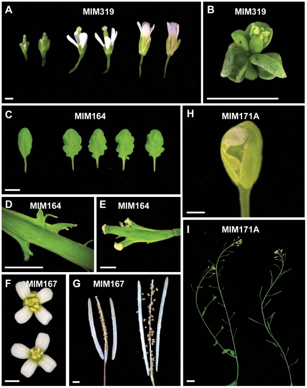 Details of defects observed in target mimic expressing plants.