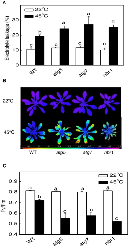 Enhanced sensitivity of <i>atg5</i>, <i>atg7</i>, and <i>nbr1</i> mutants to heat stress.