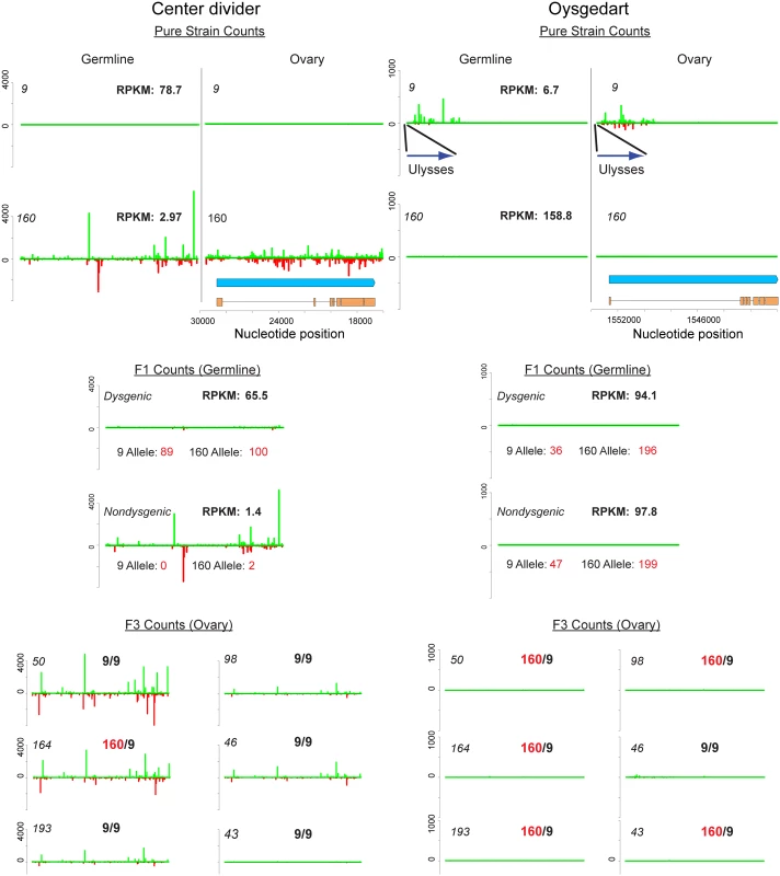 Germline and ovary genic cluster behavior across generations for <i>D</i>. <i>virilis</i> orthologs of <i>center divider</i> and <i>oysgedart</i> from <i>D</i>. <i>melanogaster</i>.